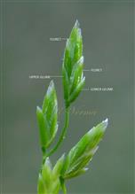  Spikelets